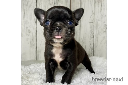 成約済の茨城県のミックス犬-317756の16枚目